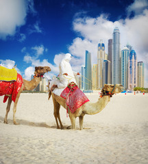 Obraz premium Camel on Dubai Marina Beach, United Arab Emirates