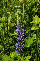 blue spring flower on the field