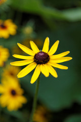 sunfloweryellow flower on a green background.