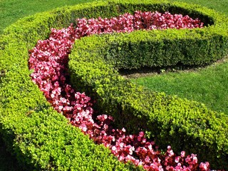 Green Boxwood Hedge and Pink Flowers Background