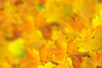 autumn leafs
