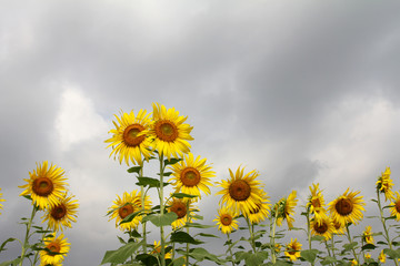 Sunflower with overcast sky