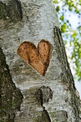 carved heart in tree