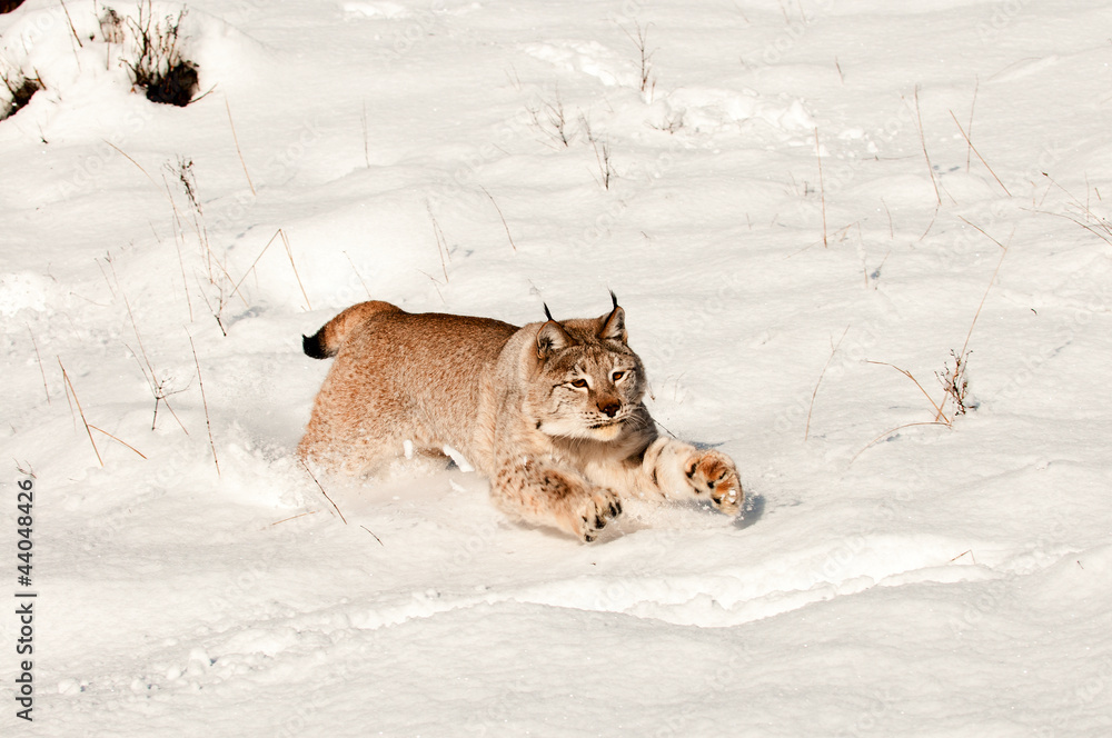 Canvas Prints bobcat