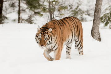 Fototapeta na wymiar Prowling Tiger