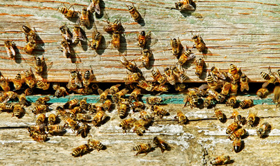 Bees at the entrance.