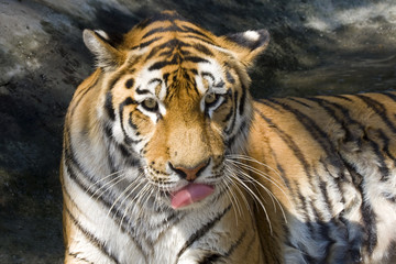 Fototapeta na wymiar Siberian lub Amur Tiger (Panthera tigris altaica)