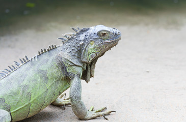 Obraz premium Iguana iguana