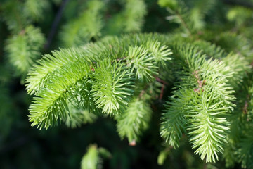 Green prickly fir branch as summer background or texture