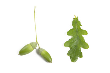 eicheln und eichenblatt