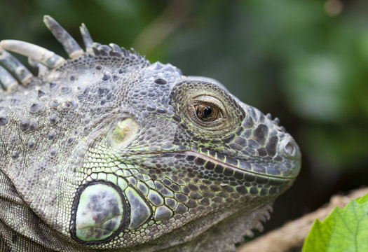 Iguana iguana