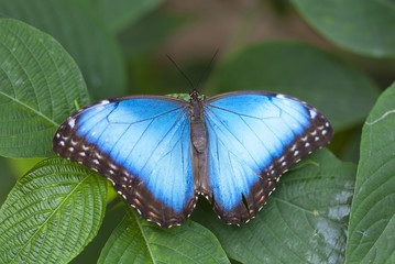 Obraz na płótnie Canvas Morpho butterfly