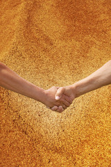 Two farmer's hands handshake against the background of the harve