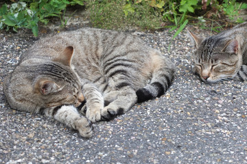 Naklejka premium Müde Katzen