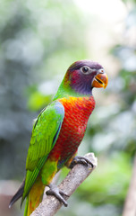 Lorius chlorocercus