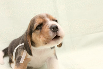 puppy dog beagle