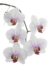 Fototapeta na wymiar Blütenrispe Phalaenopsis