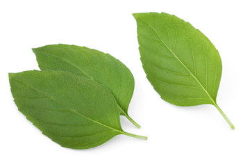 Obraz premium Green leaves on white