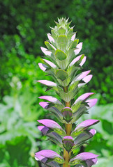 Acanthus mollis (acanthacea) plant and flower