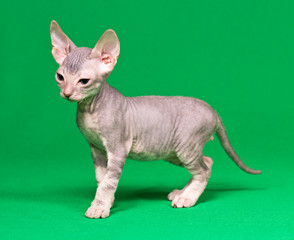Don sphynx kitten
