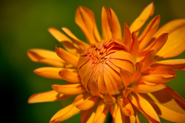 orange flower green background