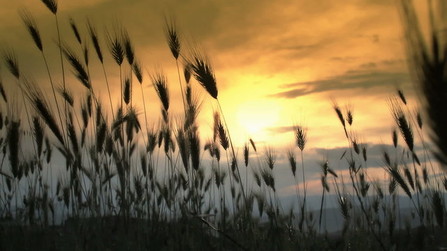 grass sunset
