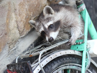 Junger Waschbär auf Fahrrad