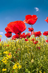 Obraz premium Kwiaty maku