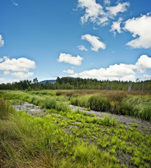 Fototapeta na wymiar land-torfowisko park narodowy Sumava Europa