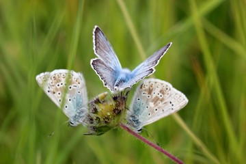 Drei Silbergrüne Bläulinge (Polyommatus coridon)