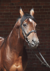 Obraz premium portrait of beautiful sportive horse at background red brick wal