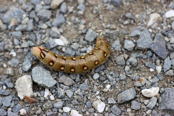 Raupe des Labkrautschwärmers (Hyles gallii)