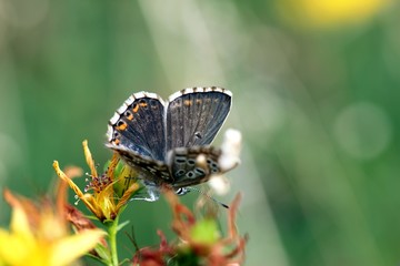 Weiblicher Silbergrüner Bläuling (Polyommatus coridon)