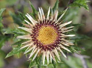 Gold-Distel (Carlina vulgaris)