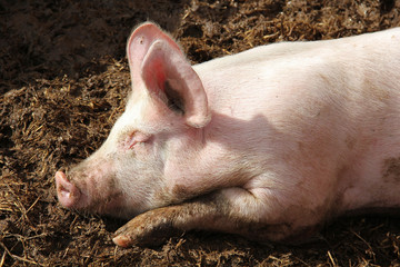 Schlafendes Schwein