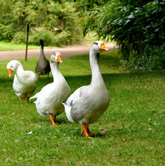 Des oies marchent en ligne