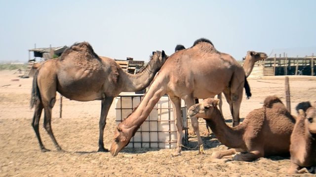 camels with Container of water