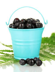 ripe blueberries in blue bucket on fern close-up