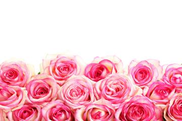 beautiful bouquet of pink roses isolated on white