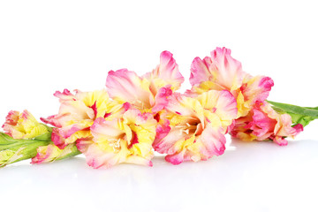 branch of yellow-pink gladiolus on white background close-up
