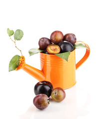 Rip plums in watering can isolated on white