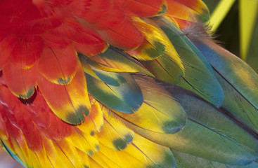 Ala de guacamayo escarlata (ara macao)