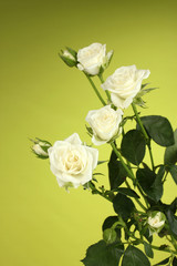 Beautiful white roses on green background close-up