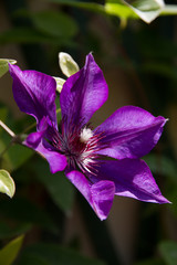 clematide blu