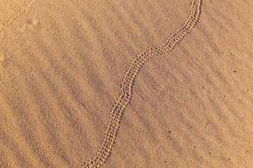 Naklejka premium mark of snake in sand dune in the desert