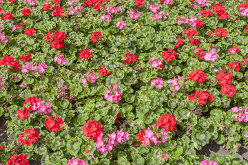 Geranium Bedding