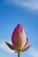 lotus flower bud under blue sky