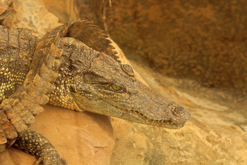 Siamese crocodile on rock