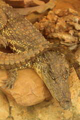 Siamese crocodile on rock