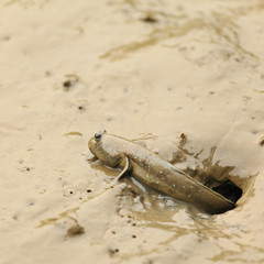 mudskipper